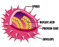 virus diagram condition